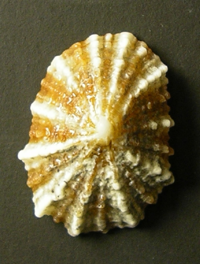 Patella ulyssiponenis juv.